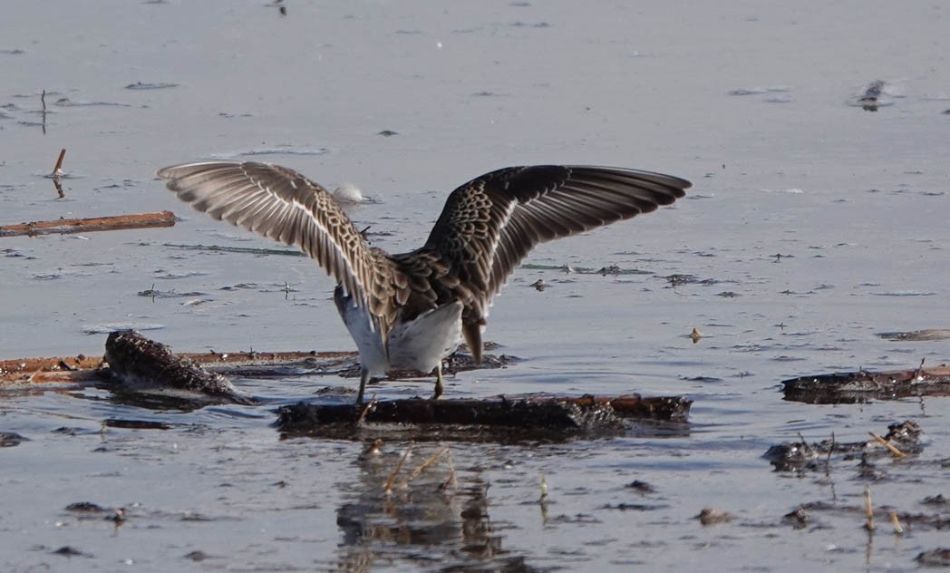 Least Sandpiper - ML382103051