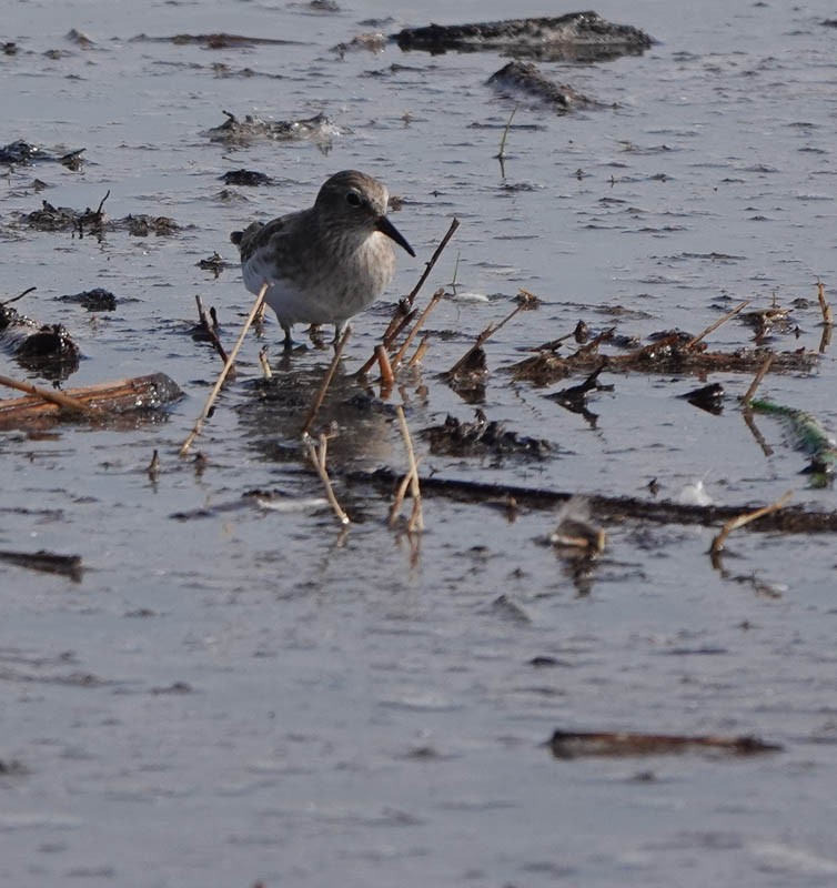 Least Sandpiper - ML382103061