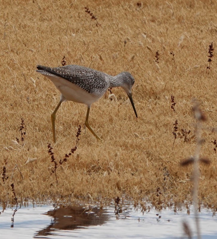 Greater Yellowlegs - ML382103201