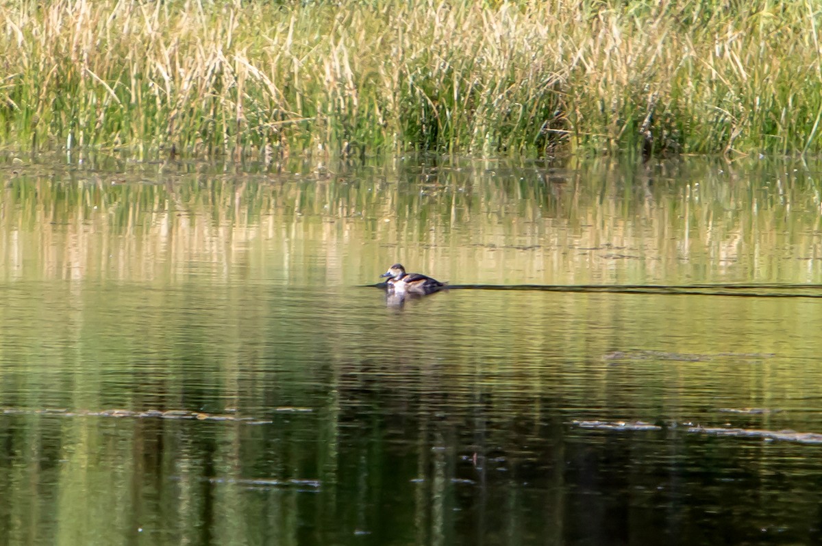 polák americký - ML382103431