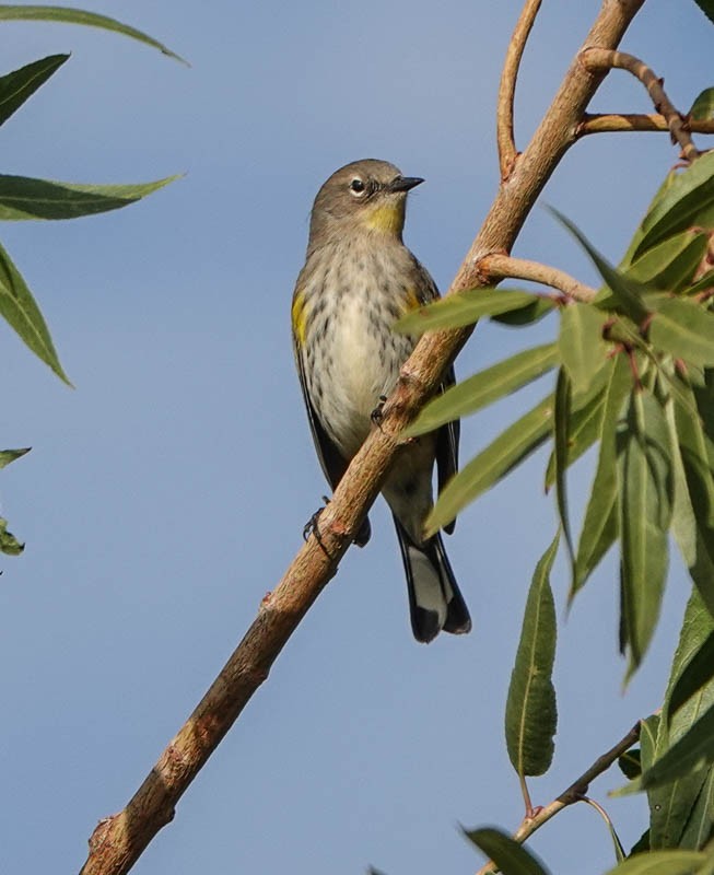 Yellow-rumped Warbler (Audubon's) - ML382103751