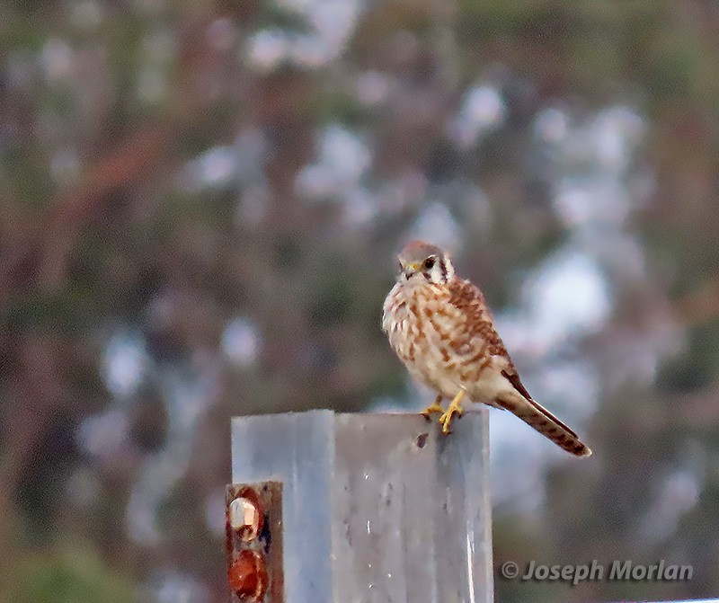 American Kestrel - ML382104851