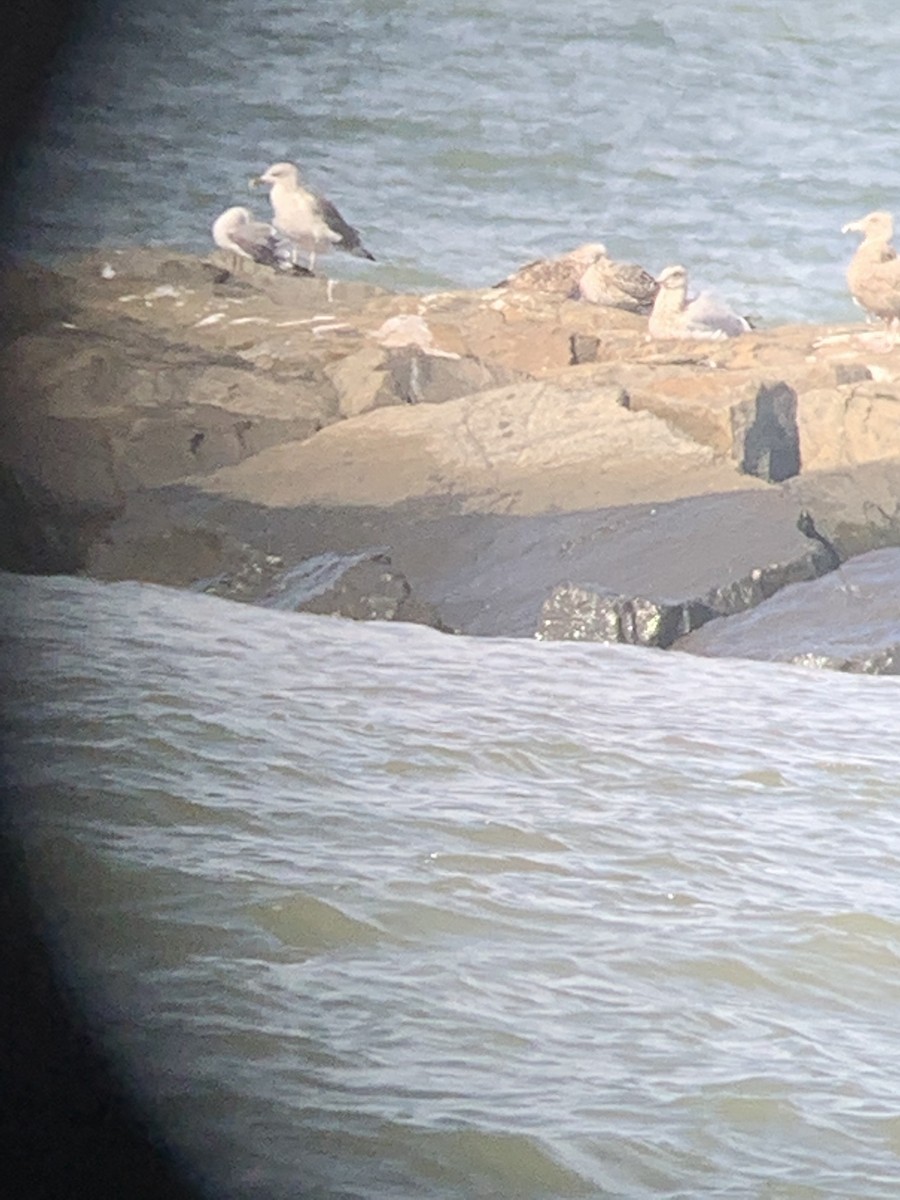 Zafferano - ML382104881