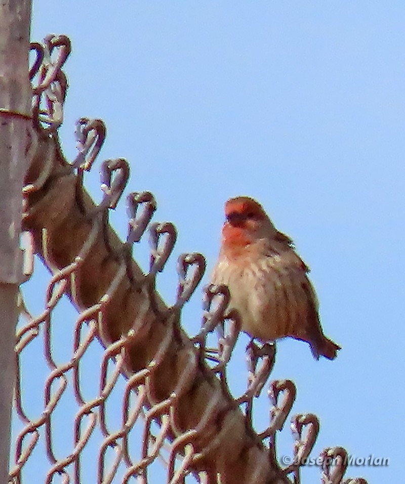 House Finch - ML382104961