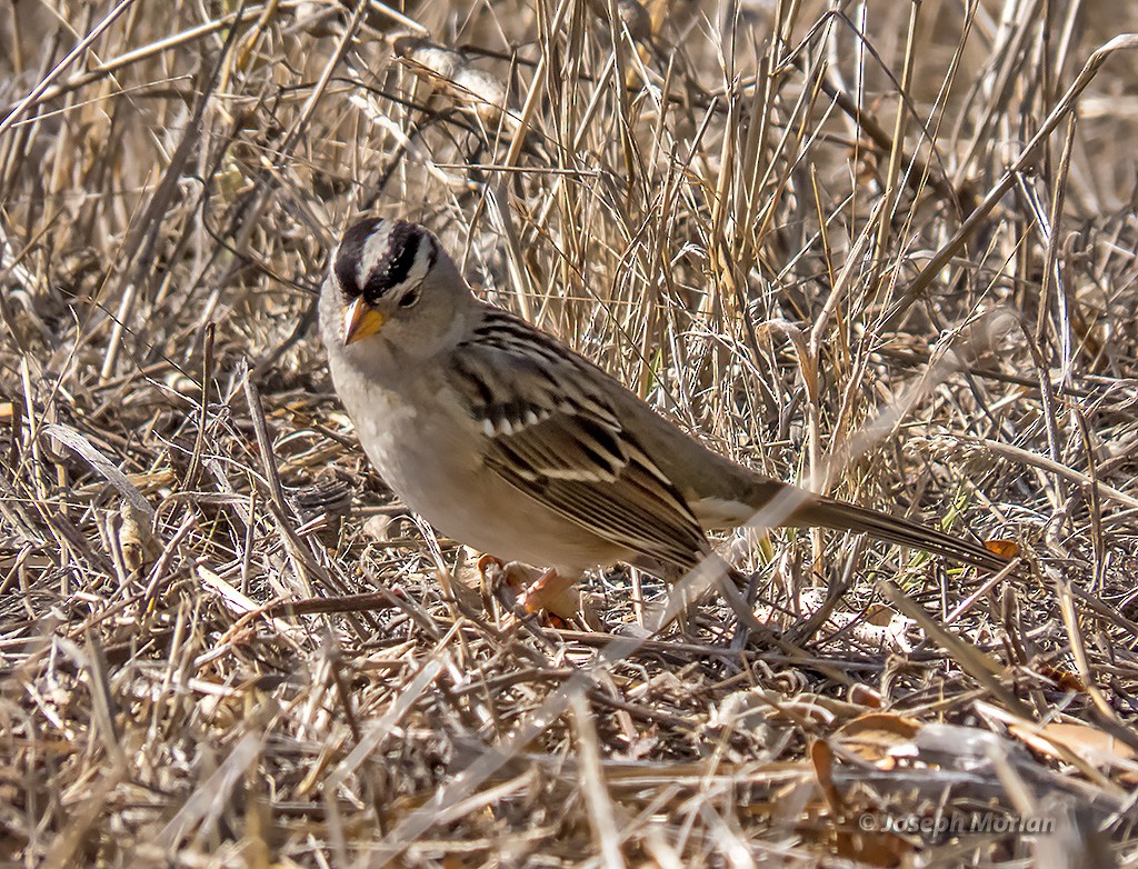 Bruant à couronne blanche - ML382105011