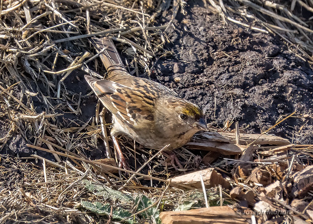 Bruant à couronne dorée - ML382105051