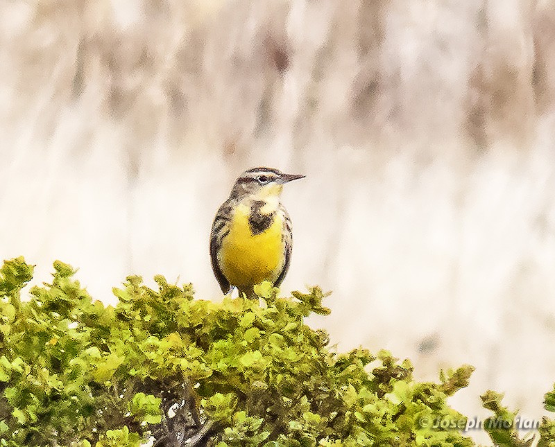 Western Meadowlark - ML382105111