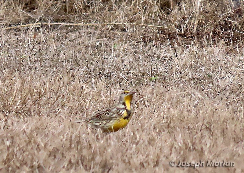 Western Meadowlark - ML382105121