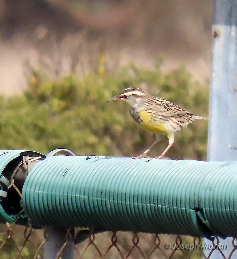 Western Meadowlark - ML382105131