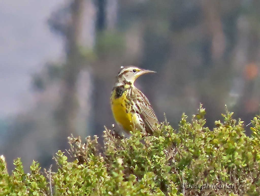 Western Meadowlark - ML382105141