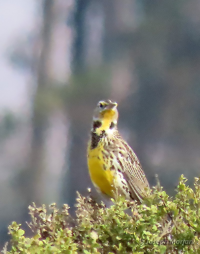 Western Meadowlark - ML382105151