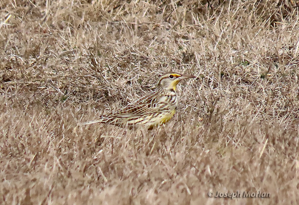 Western Meadowlark - ML382105161