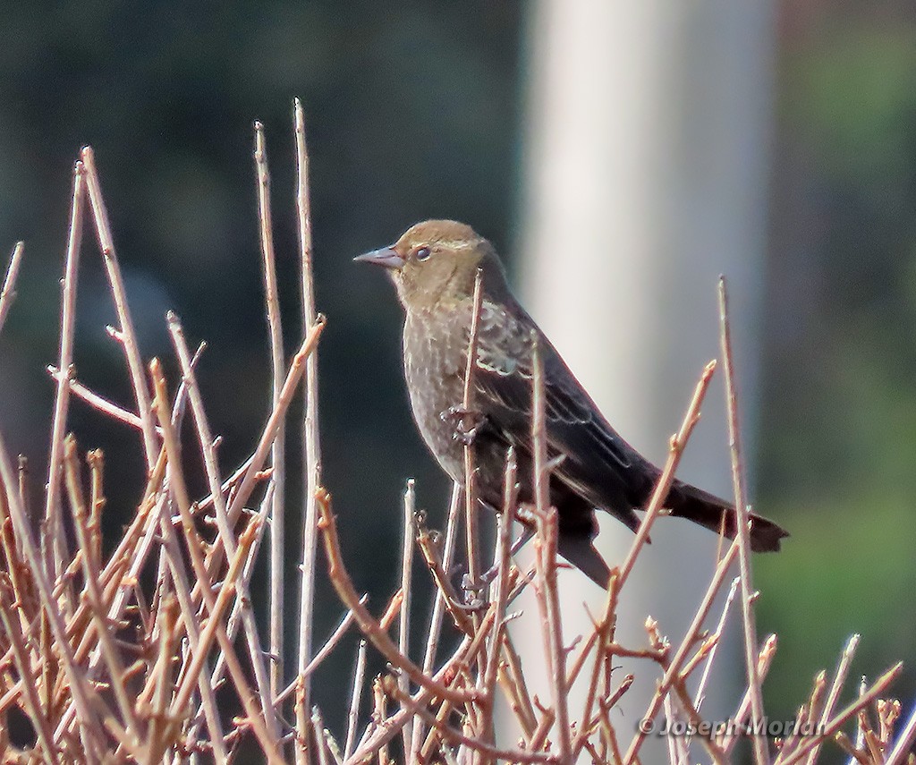 Red-winged Blackbird (California Bicolored) - ML382105251