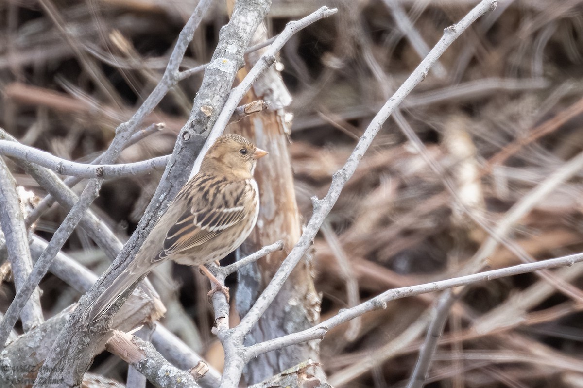 Harris's Sparrow - ML382105511