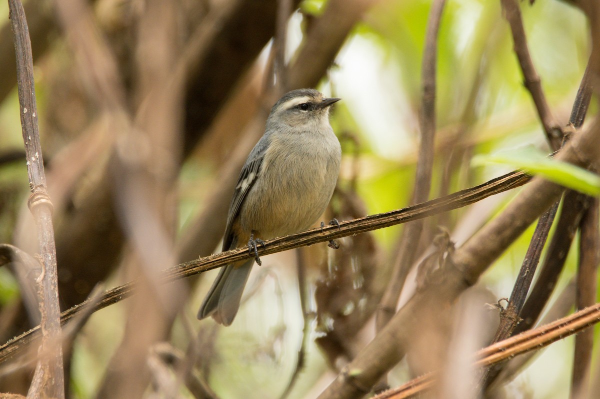 Cinereous Conebill - ML382106691