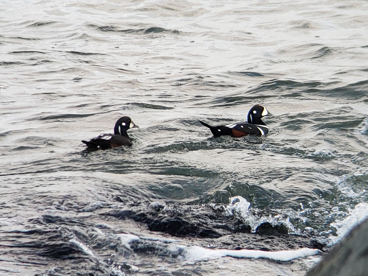 Harlequin Duck - ML382111471