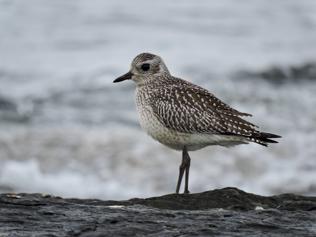 Black-bellied Plover - Faye Manning