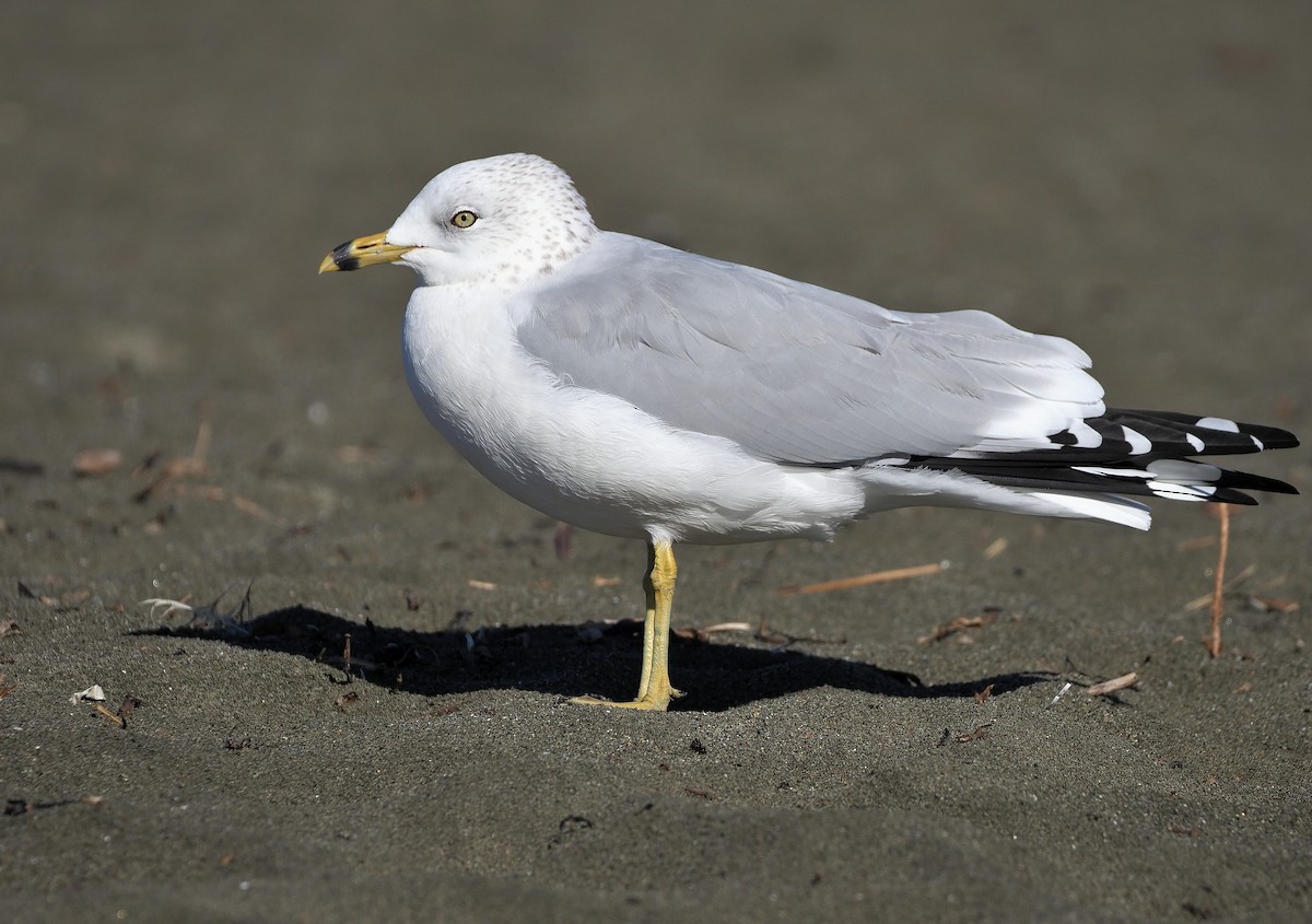 Ring-billed Gull - ML382116291