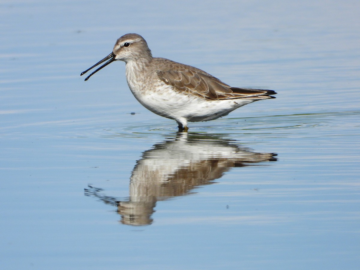 Stilt Sandpiper - ML382116791