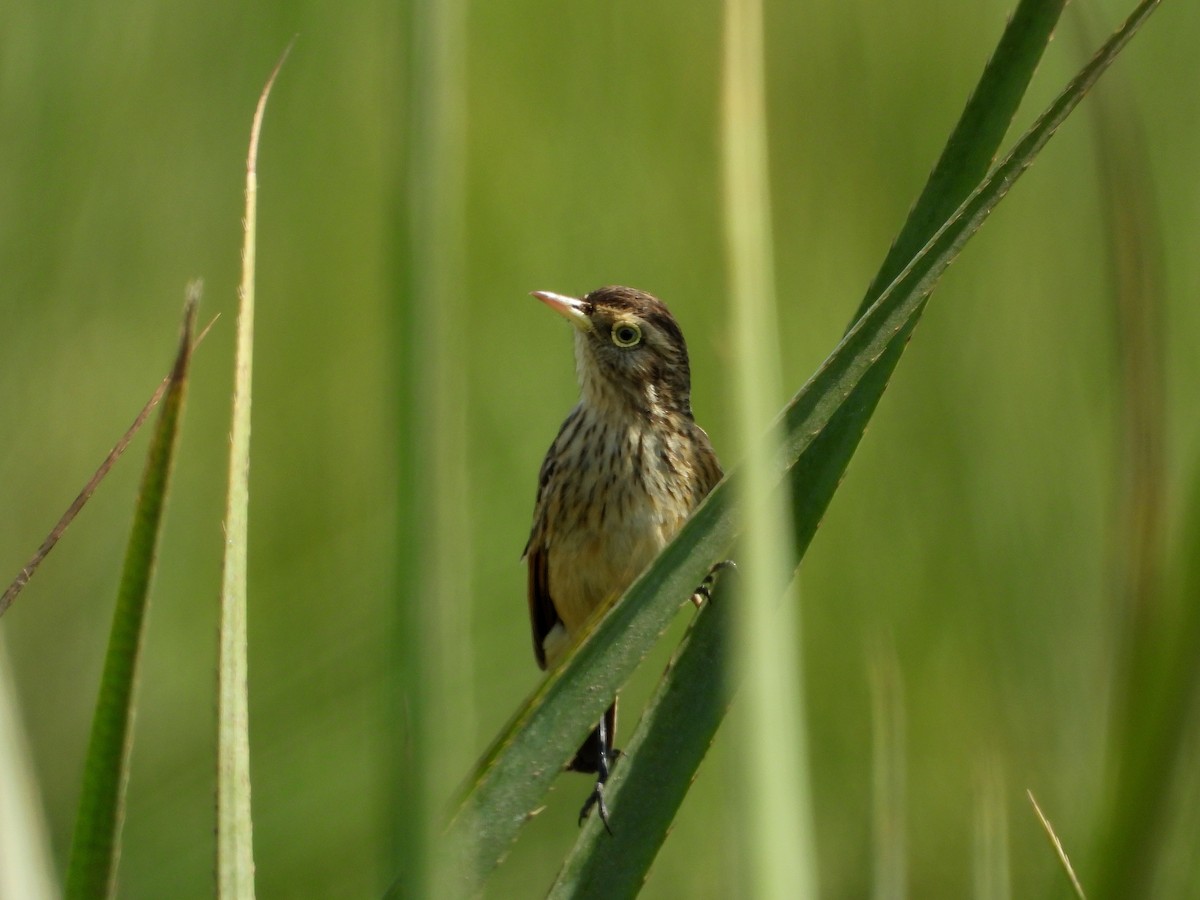 Spectacled Tyrant - ML382117011