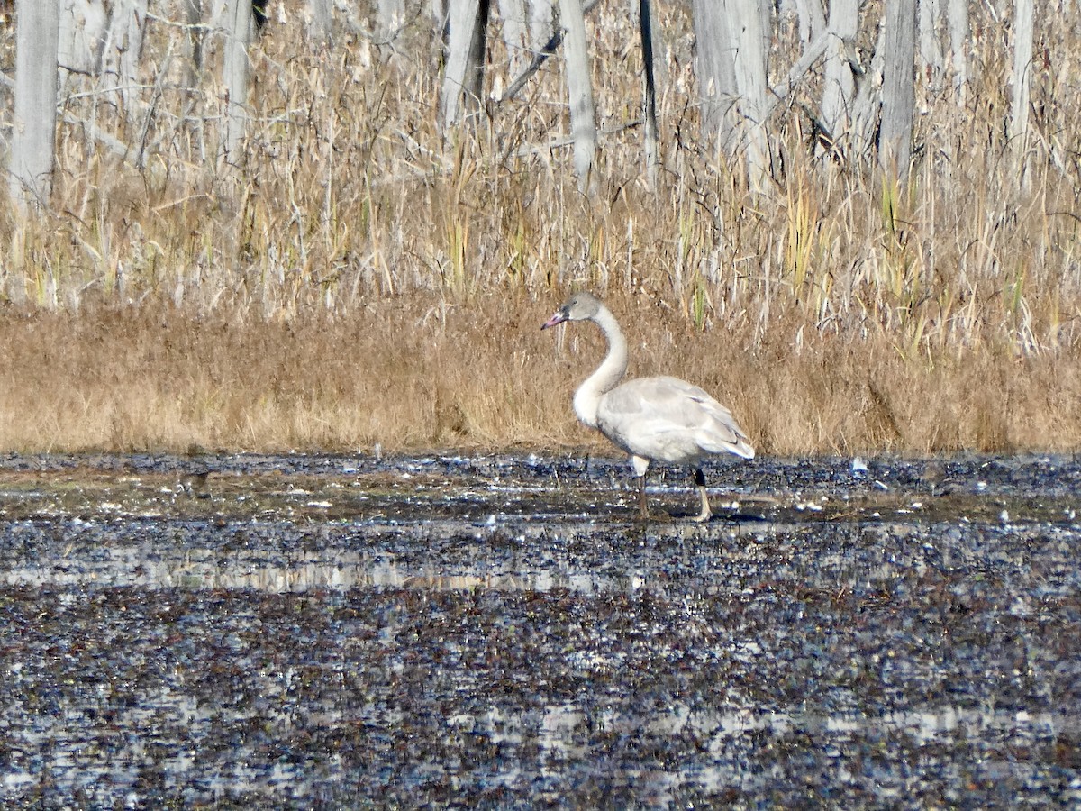 Trumpeter Swan - ML382117911