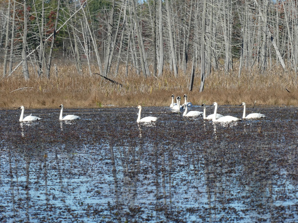 Trumpeter Swan - ML382117941