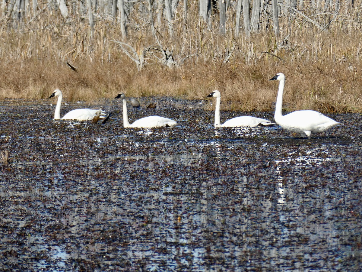 Trumpeter Swan - ML382117951