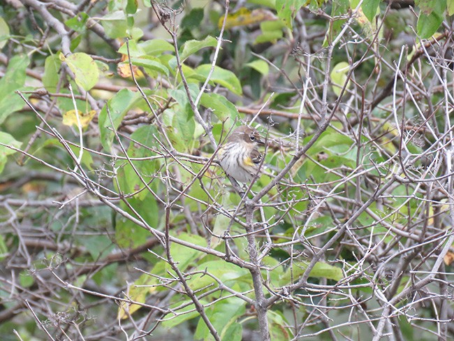 Yellow-rumped Warbler - ML382118331