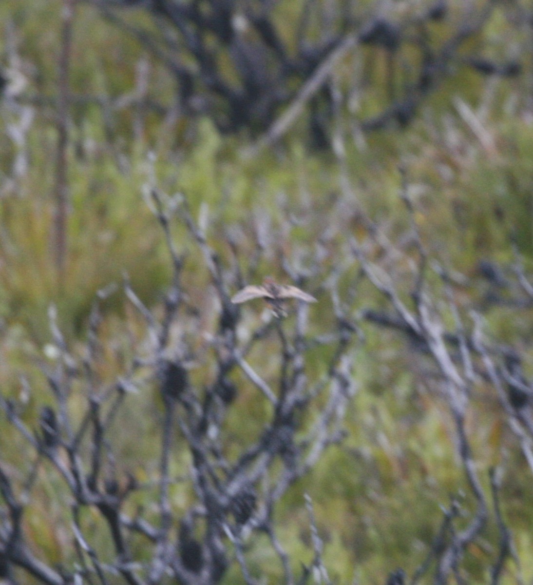 Red-backed Buttonquail - ML382119241