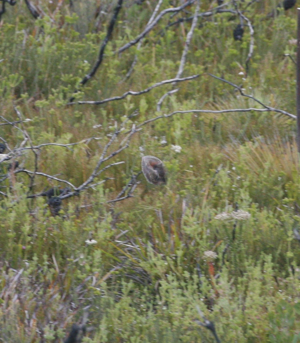 Red-backed Buttonquail - ML382119261