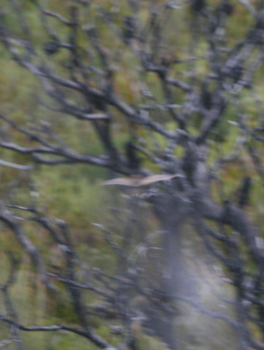 Red-backed Buttonquail - ML382119281