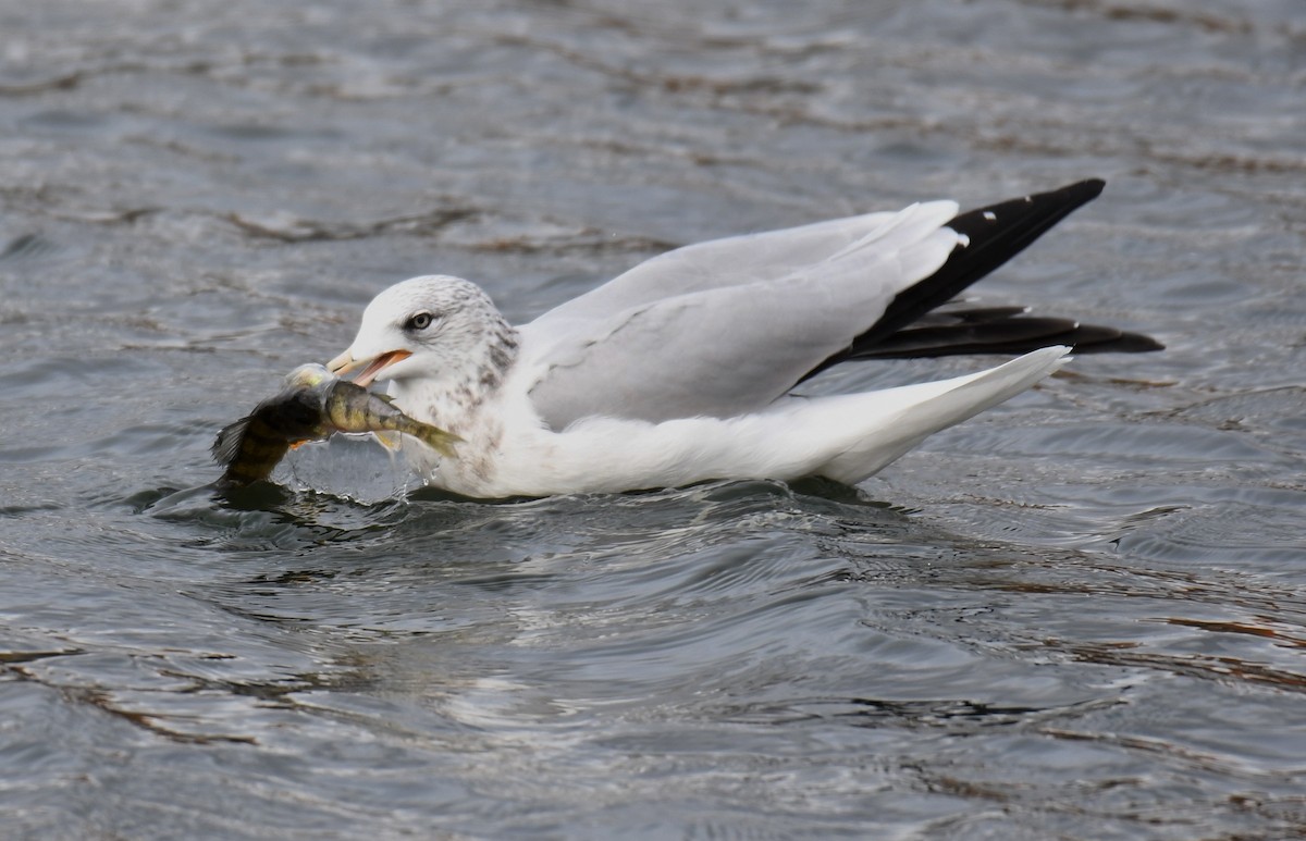 Ring-billed Gull - ML382119551