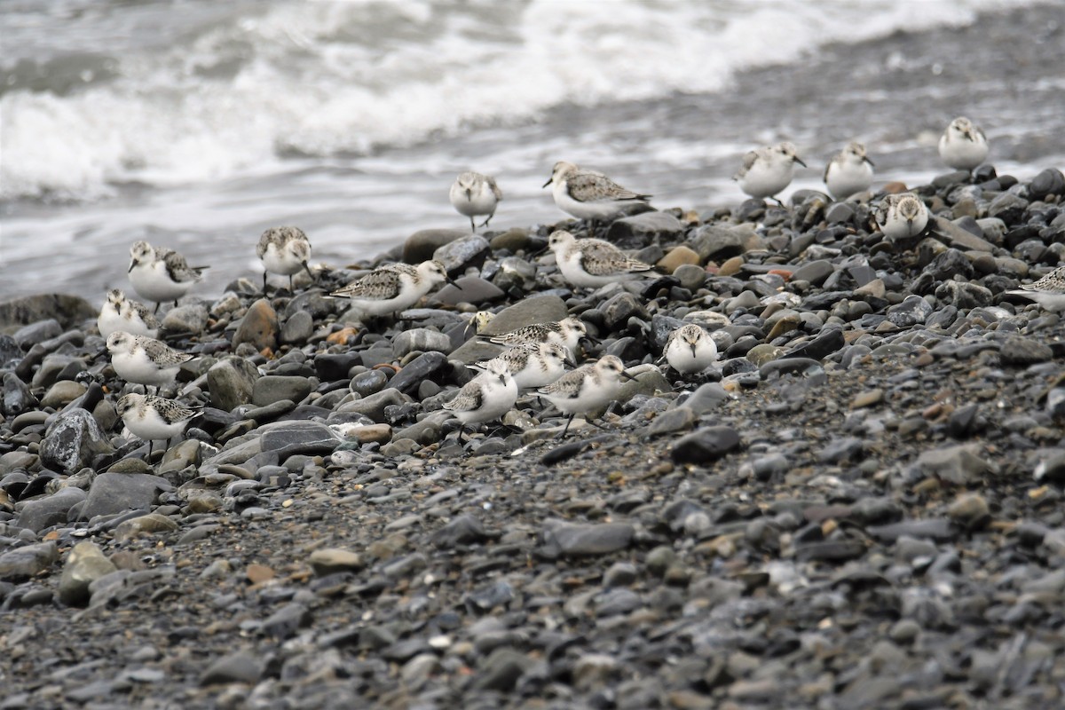 Bécasseau sanderling - ML382120231