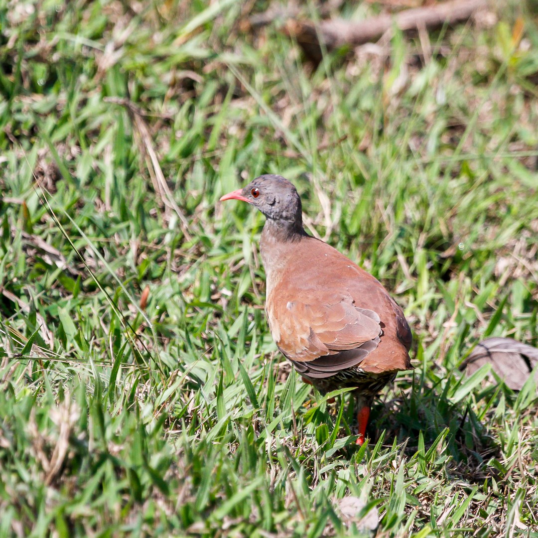 Small-billed Tinamou - ML382121741