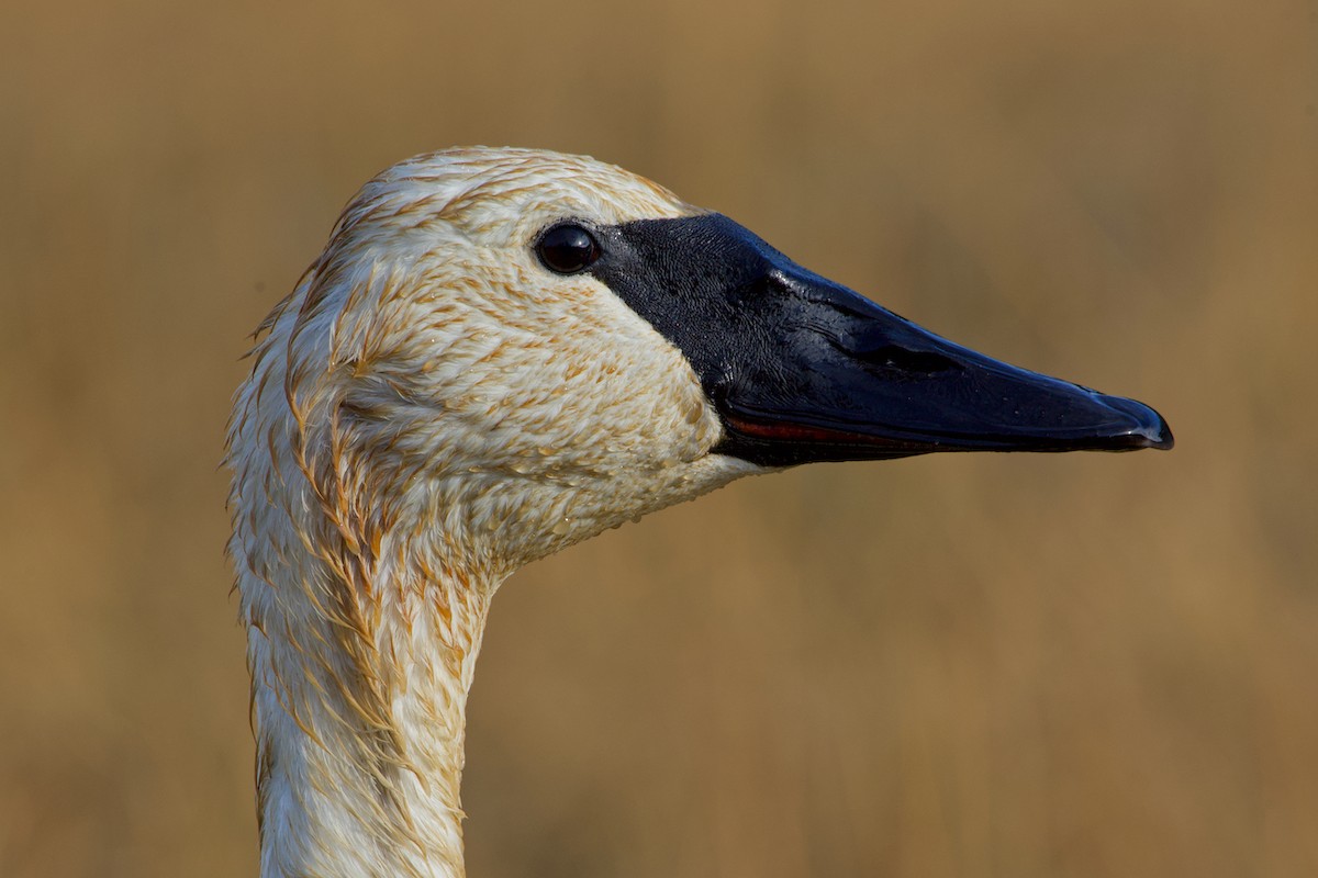 Trumpeter Swan - ML382121991