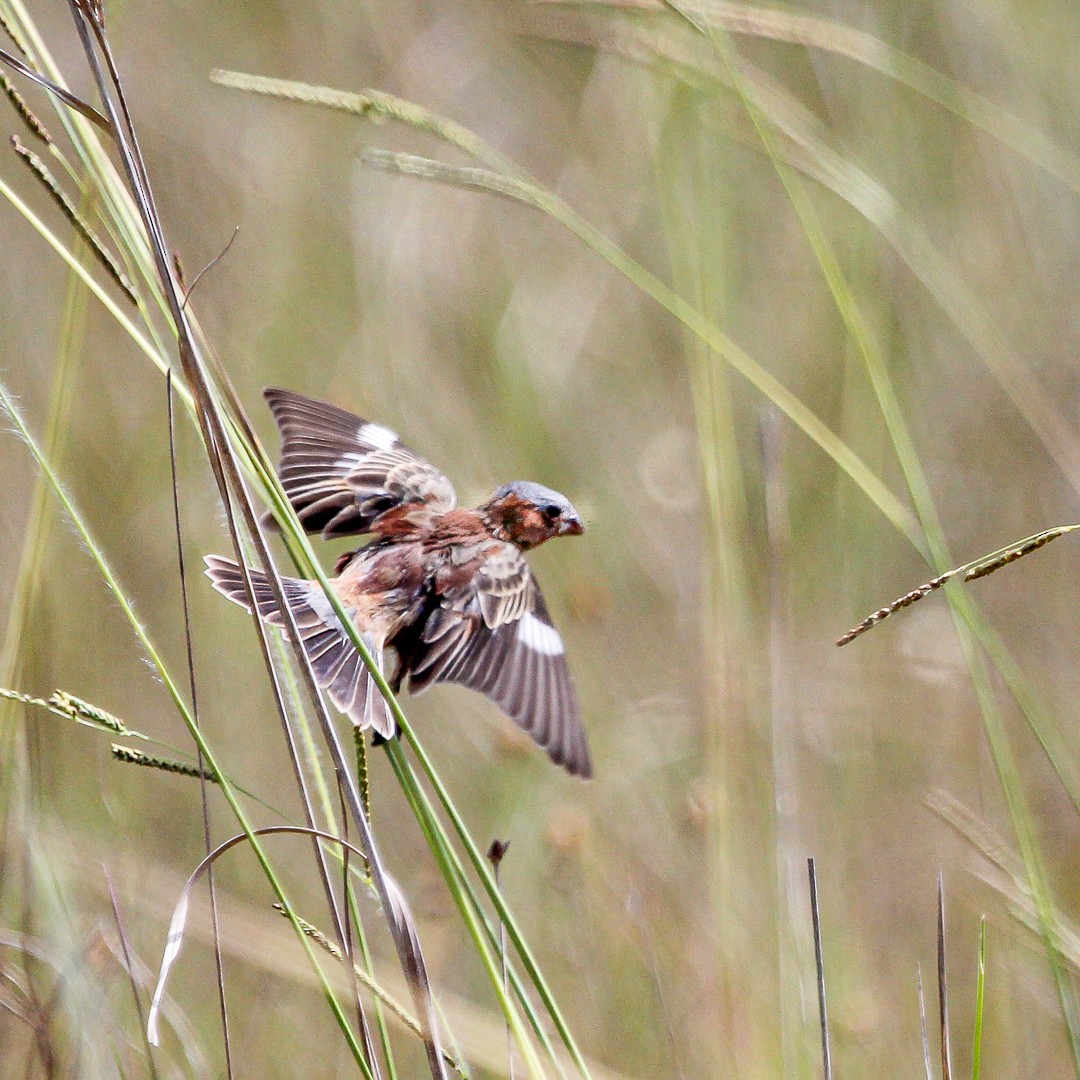 Chestnut Seedeater - Marcos Alexandre  Lima