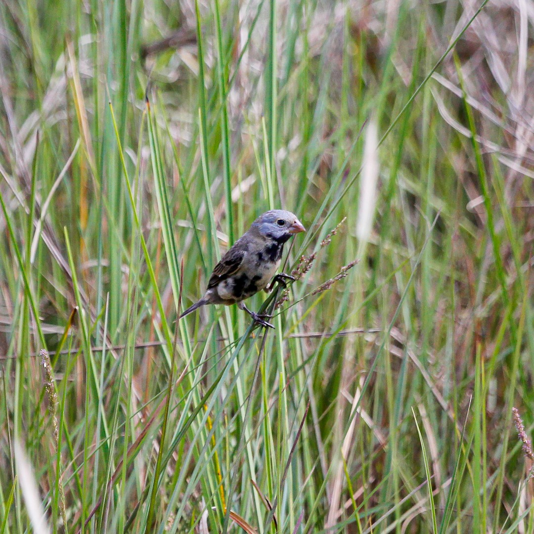 Black-bellied Seedeater - ML382122581