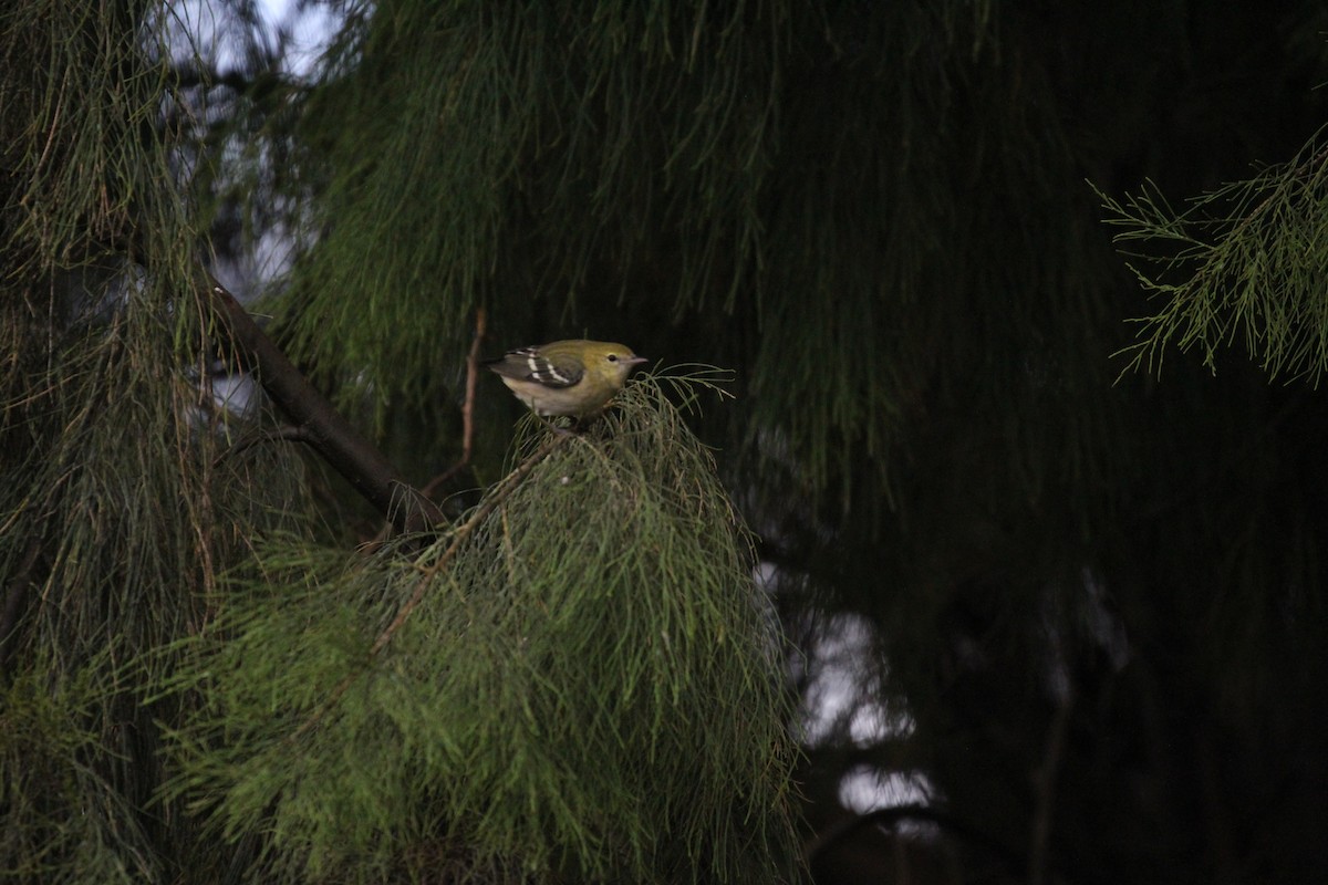 Bay-breasted Warbler - ML38212331