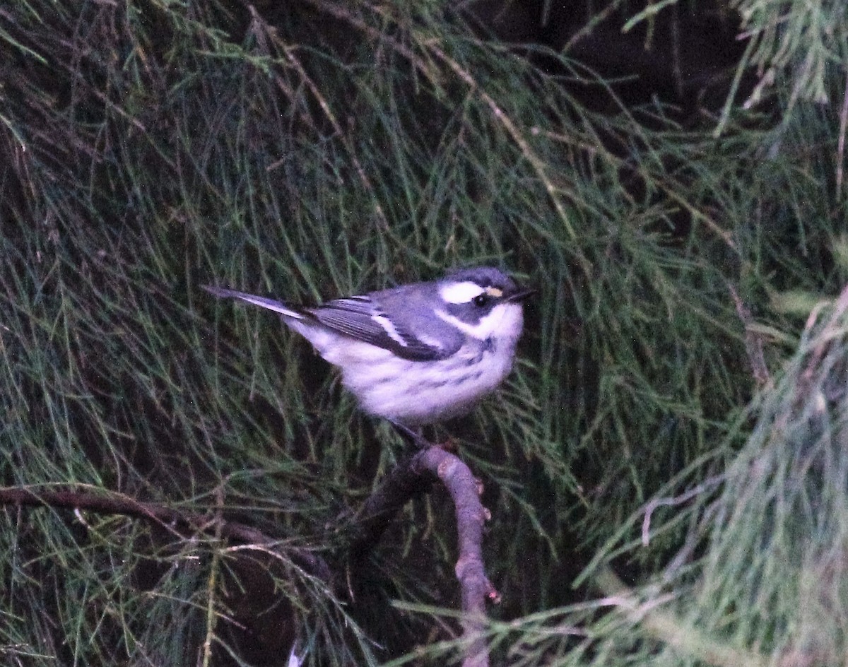 Black-throated Gray Warbler - ML38212351