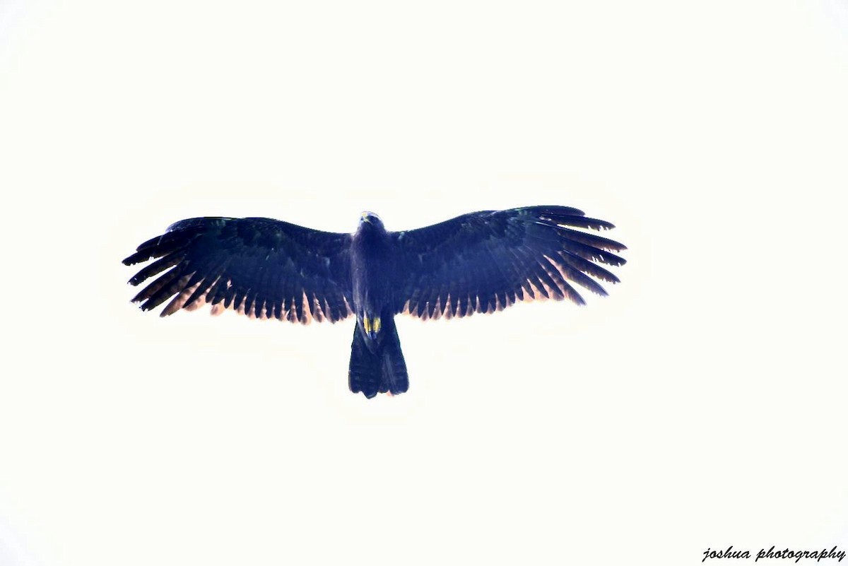 Black Eagle - joshua  Dsilva