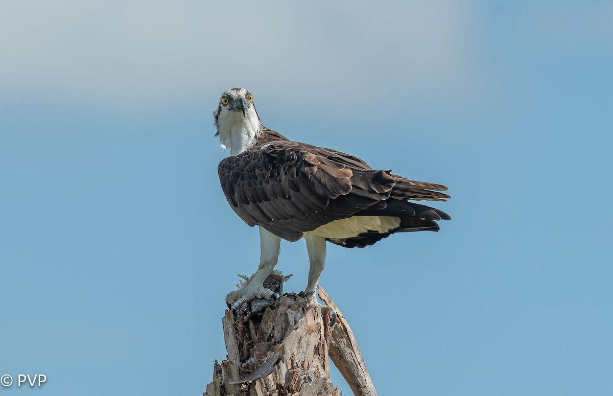 Osprey - Paul Peed