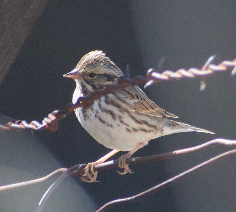Savannah Sparrow (Savannah) - ML382125441