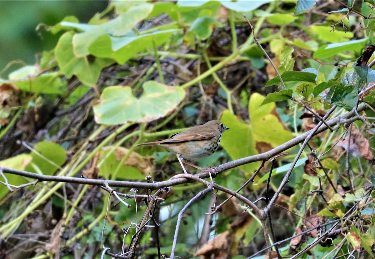 קיכלי חלוד-זנב - ML382128491