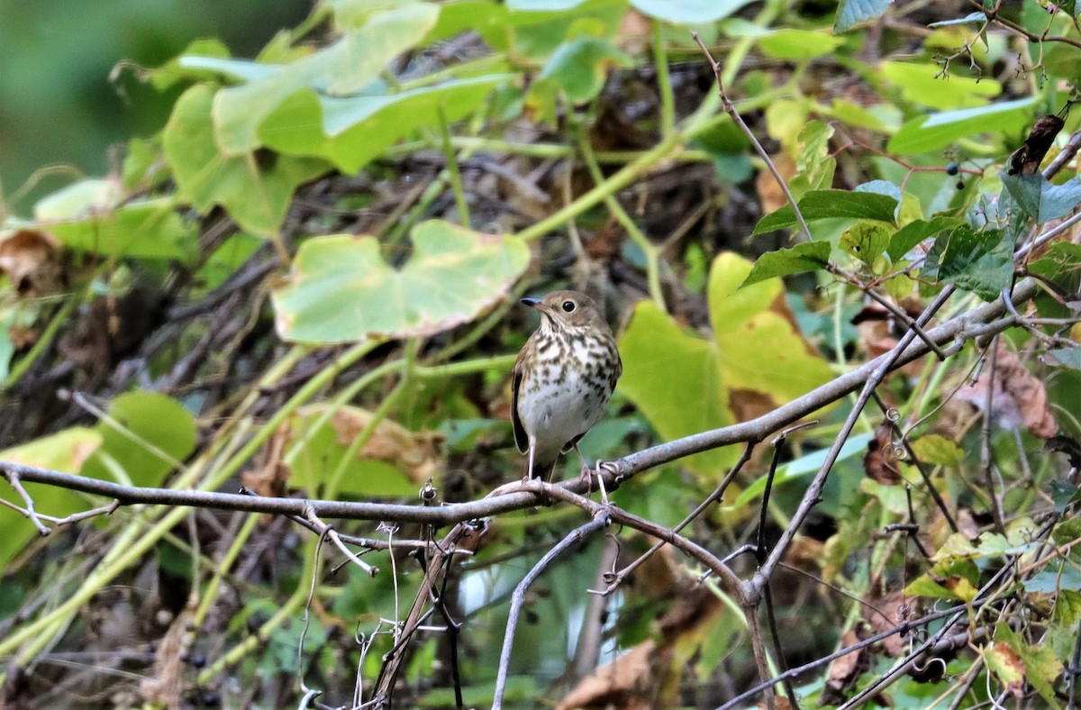 Hermit Thrush - Daniel Kaplan