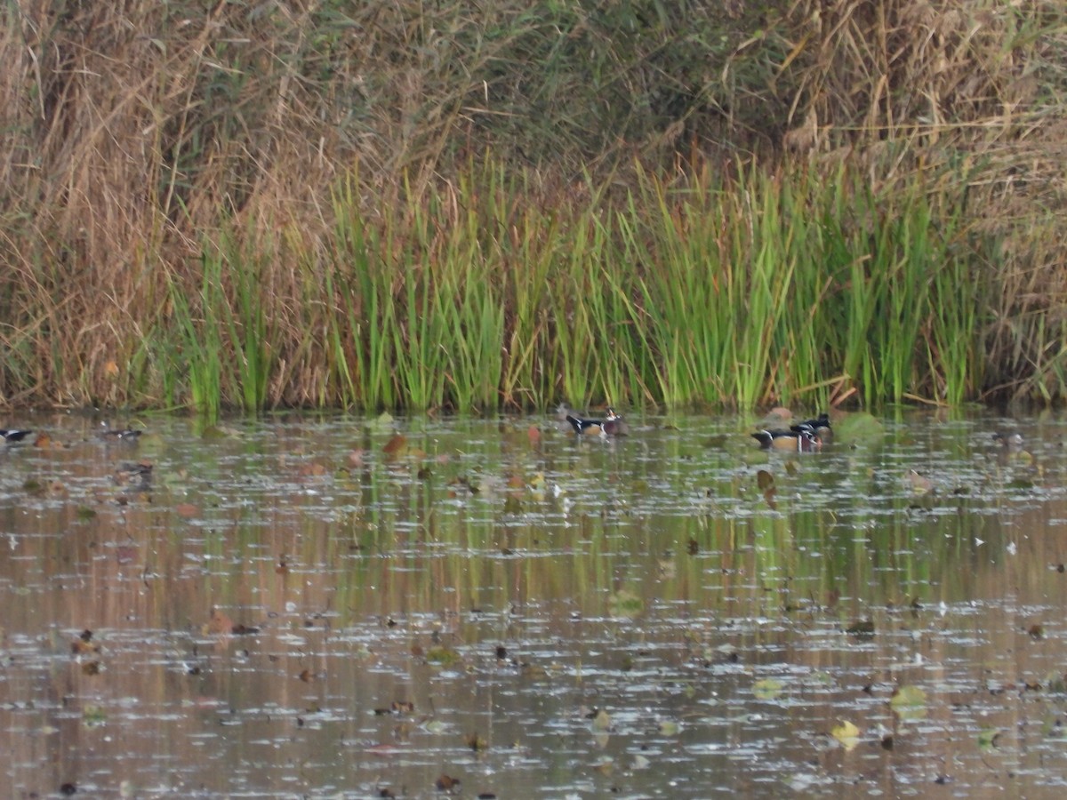 Wood Duck - Jean W. Côté