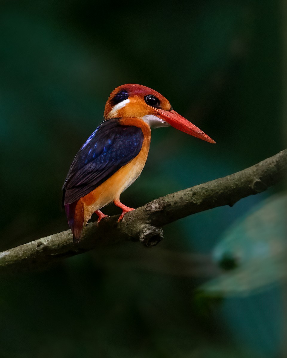 Black-backed Dwarf-Kingfisher - ML382132331