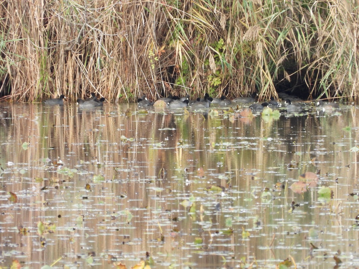 American Coot - ML382133111