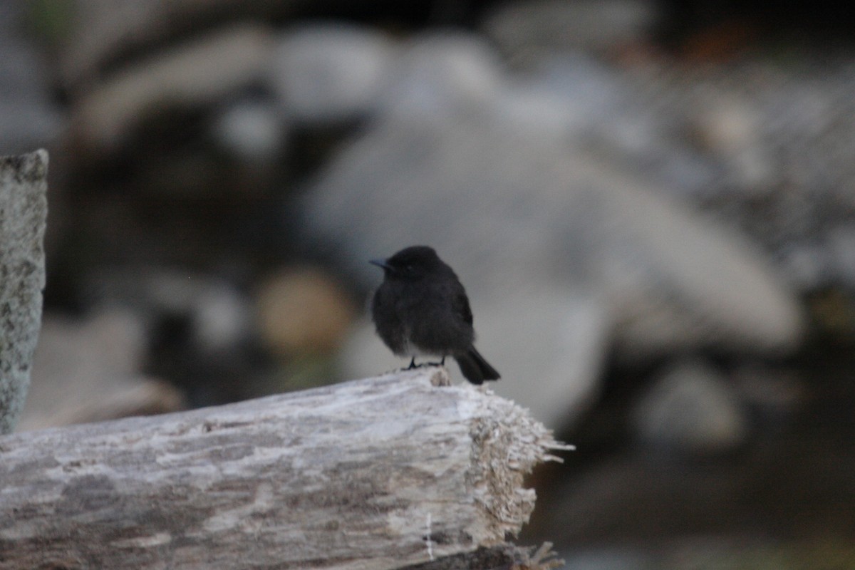 Black Phoebe - ML382133261