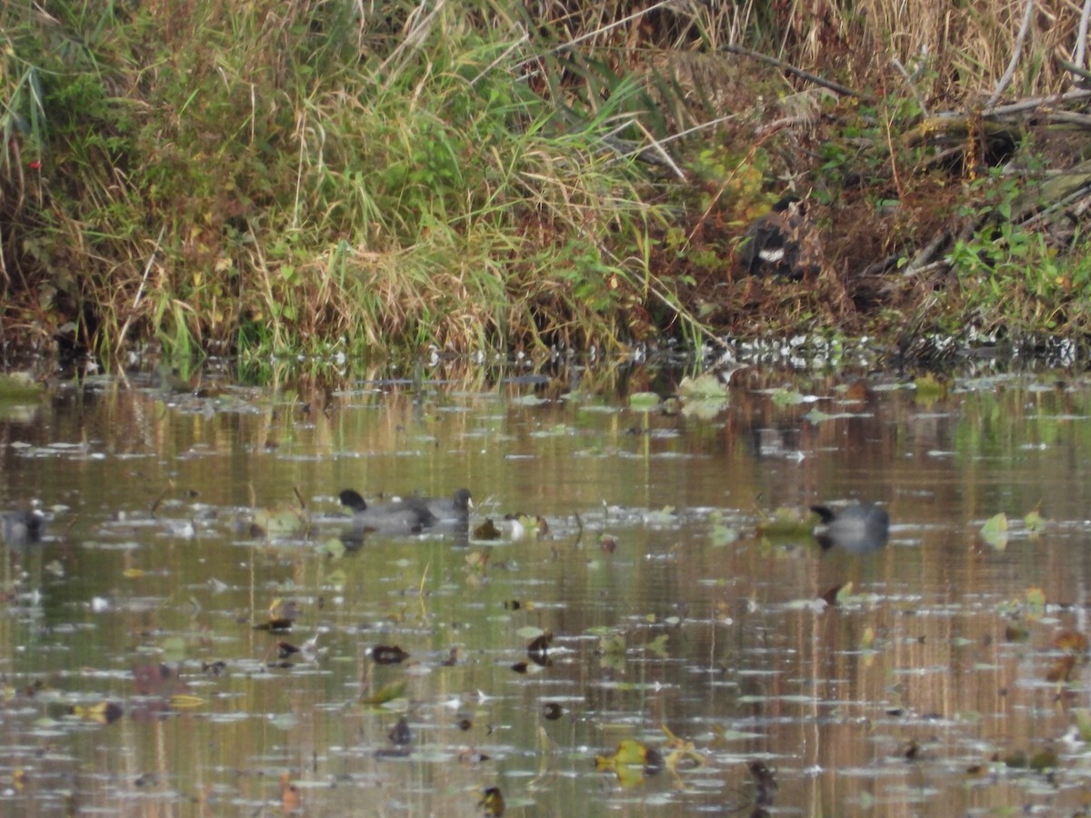 American Coot - ML382133761