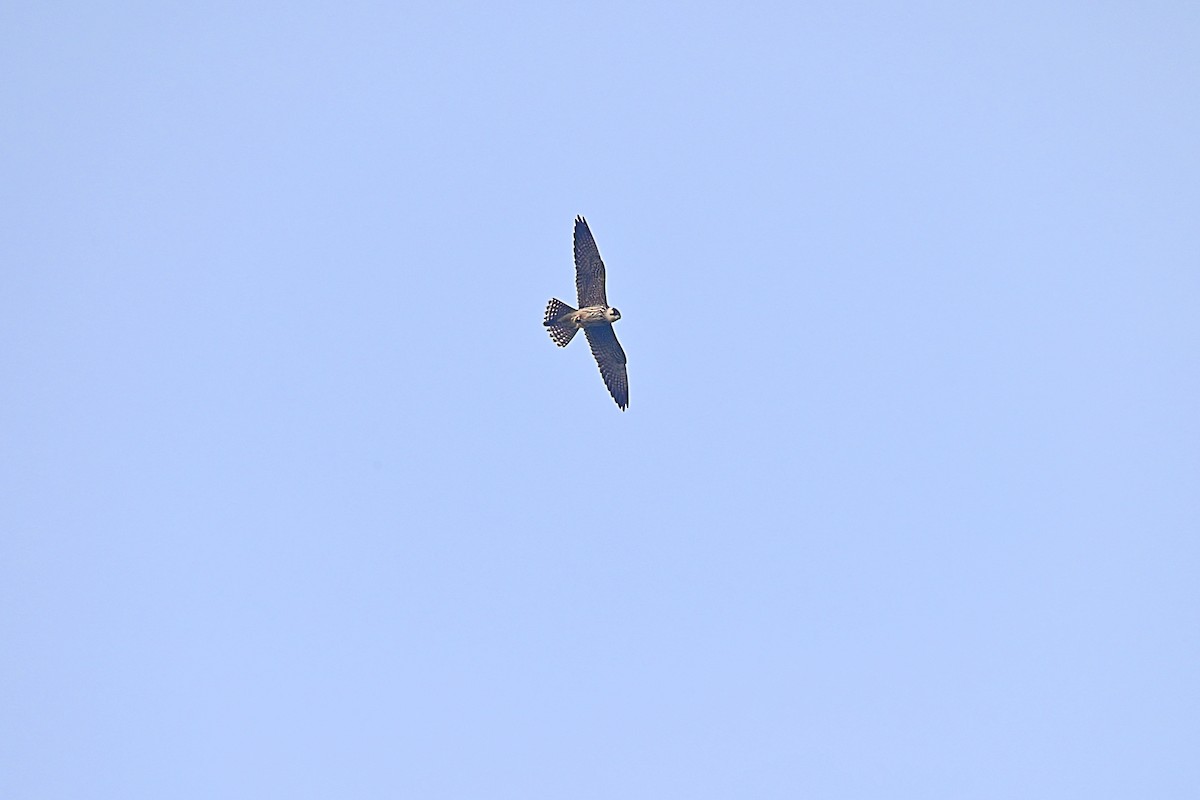 Eurasian Hobby - ML382136091